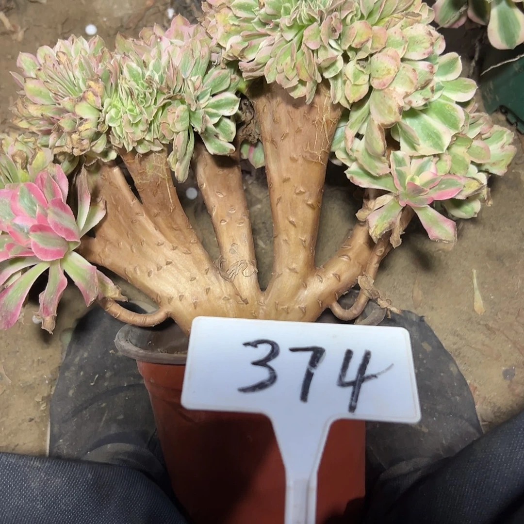 多肉植物粉女巫缀花374