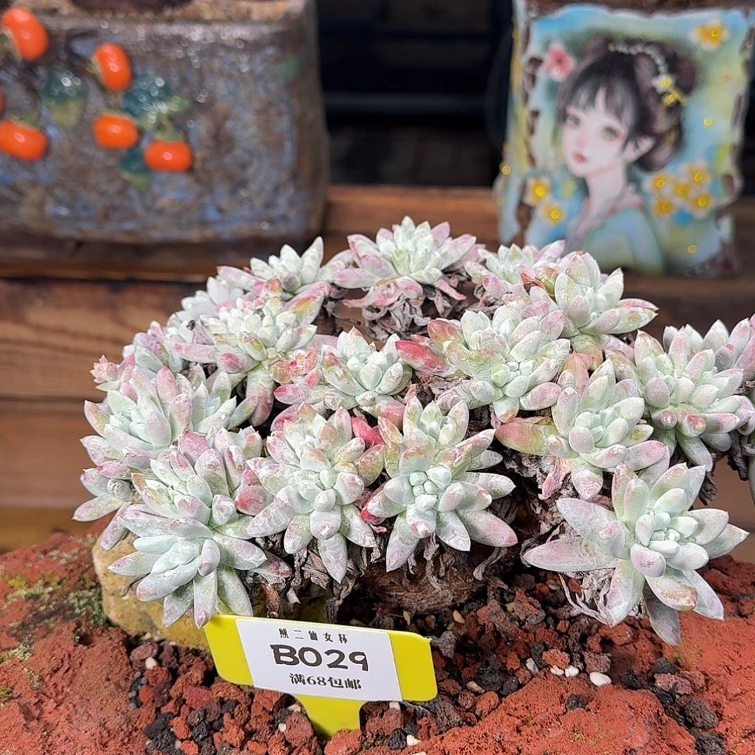 多肉植物仙女杯B029