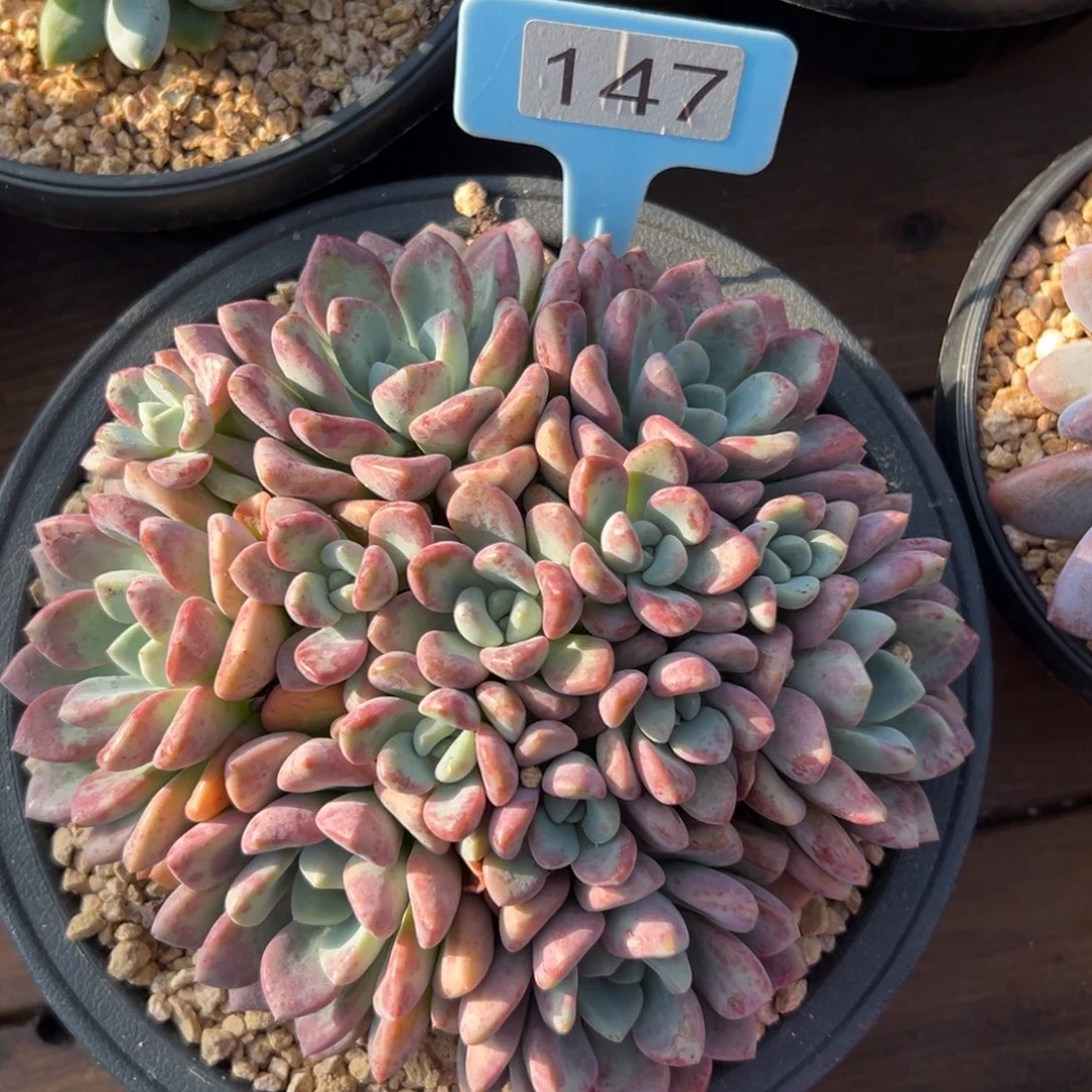 花斑鹿111111111111111