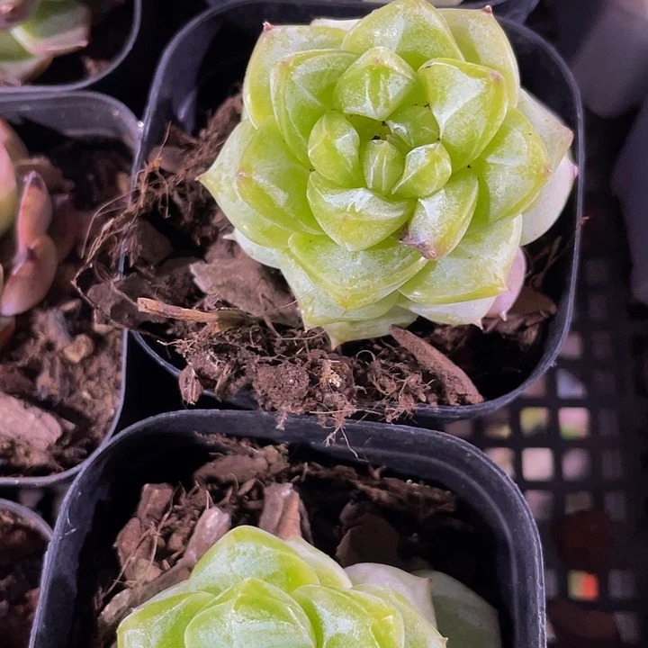 绿钻2.8带盆土发货