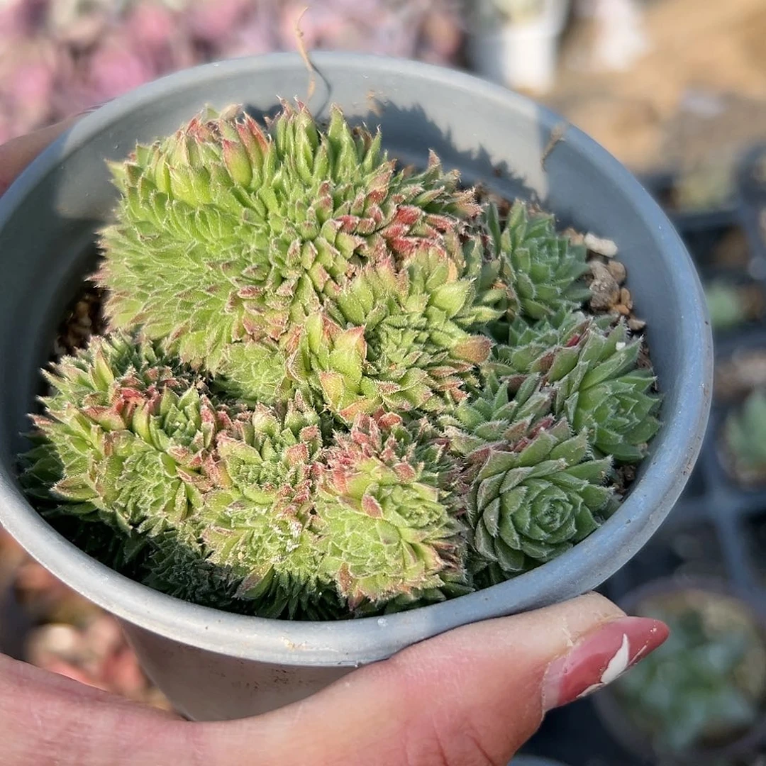 多肉植物长生草缀化