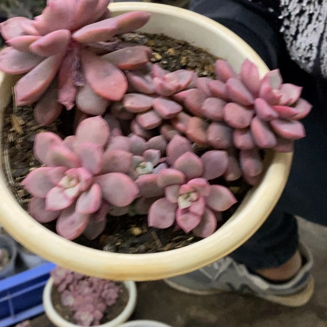 蓝宝石整桩整群老桩