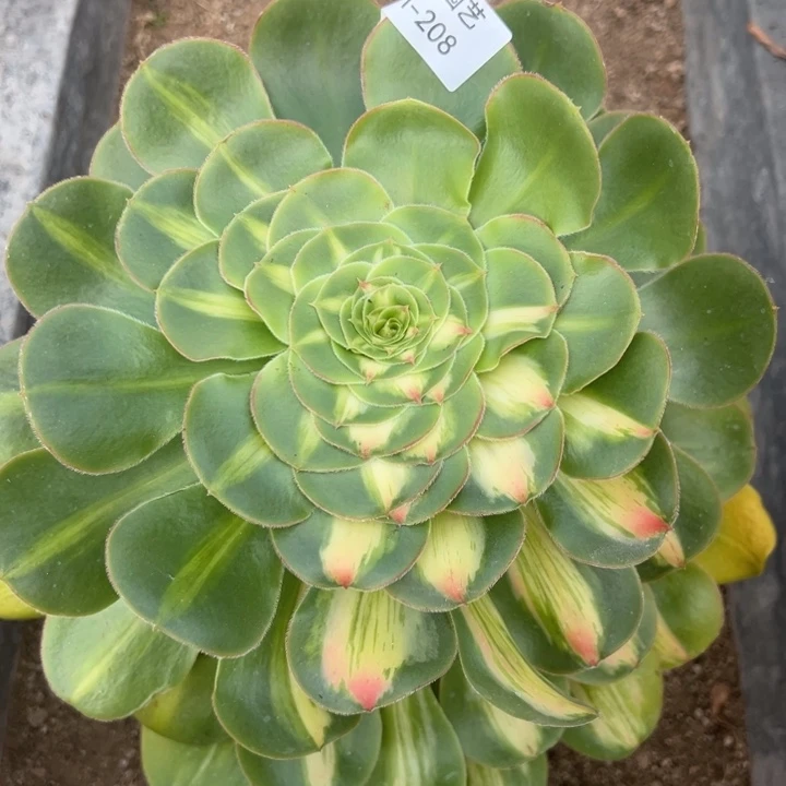暴君多肉植物208