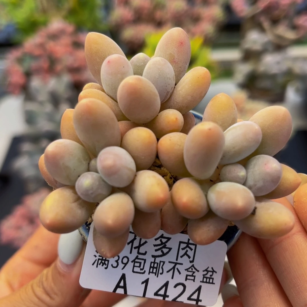 1424-黄金香水手指多肉5cm