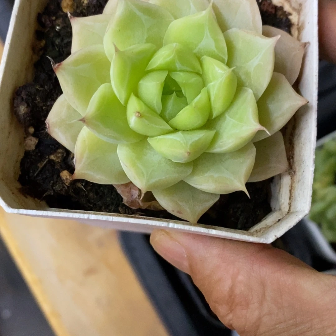 精品多肉一物一拍不包整215