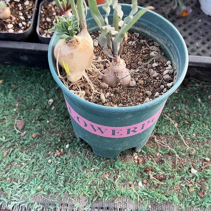 海带➕贵妃，一物一拍