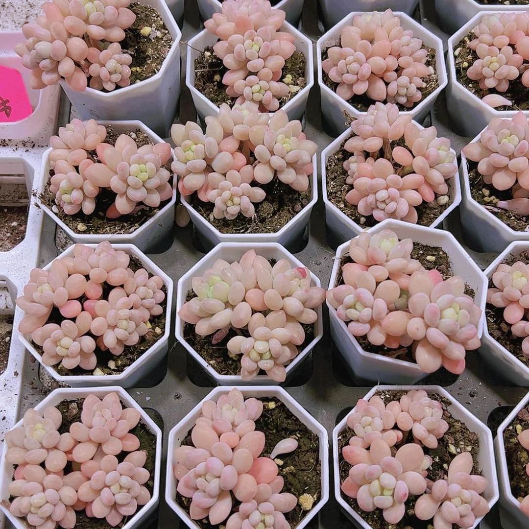 洛可可群19包邮多肉