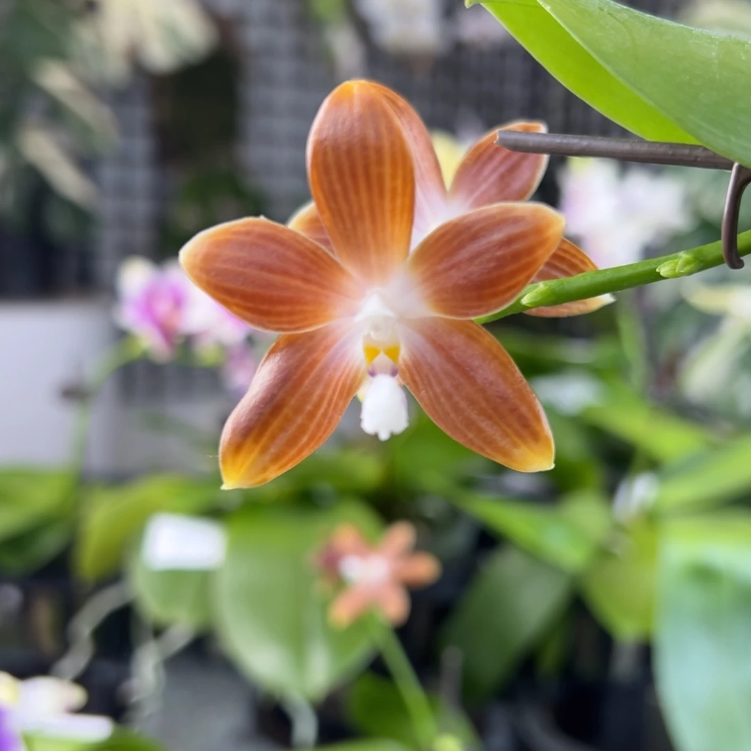 完全开放22号，卖苗价78米漏