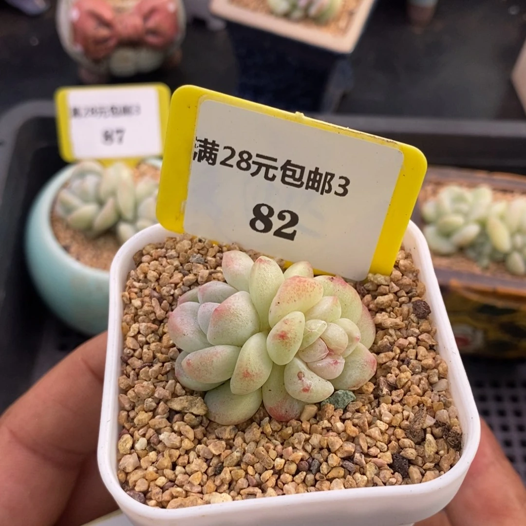 382冰玉石化糖心多肉植物