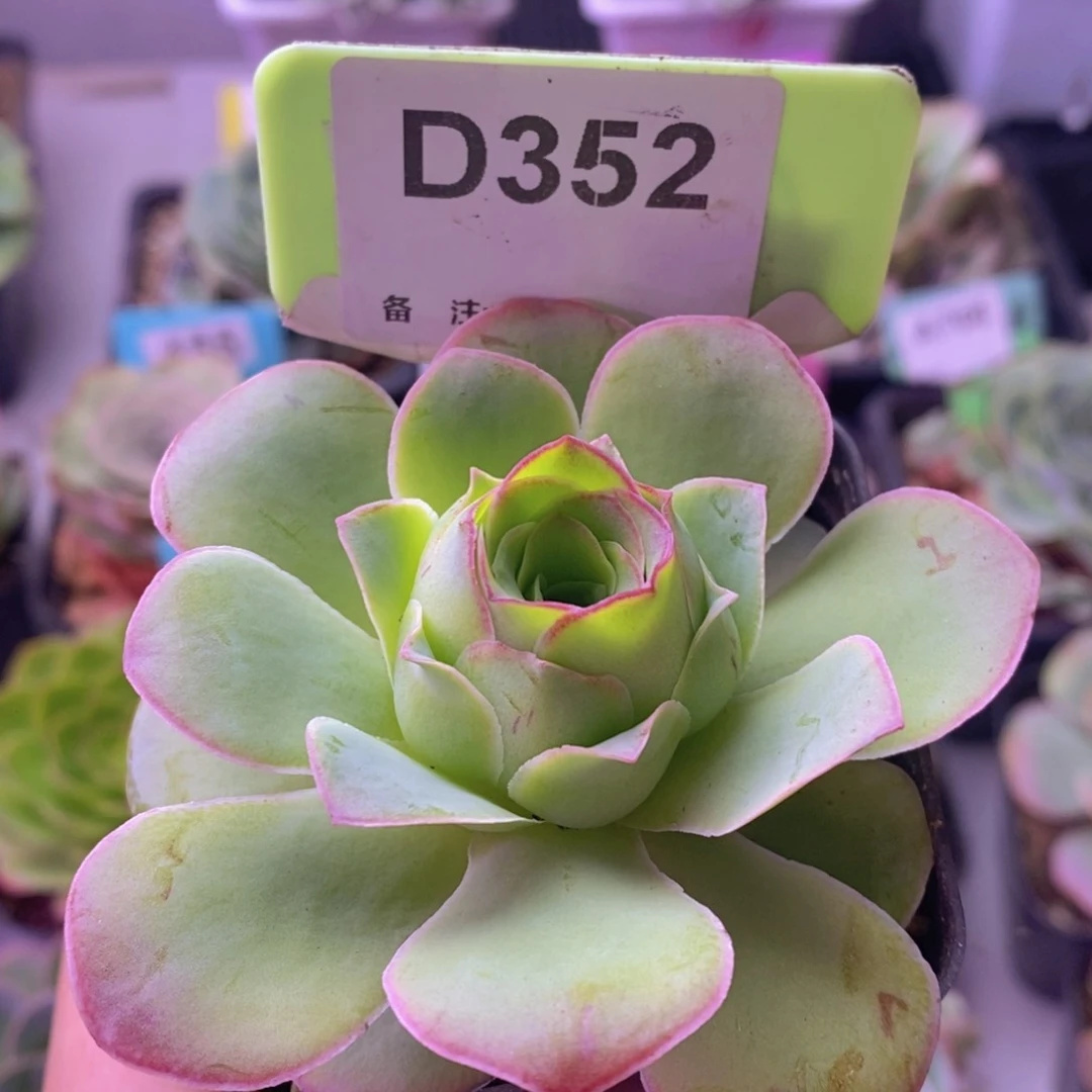 金陵玫瑰一物一拍D352