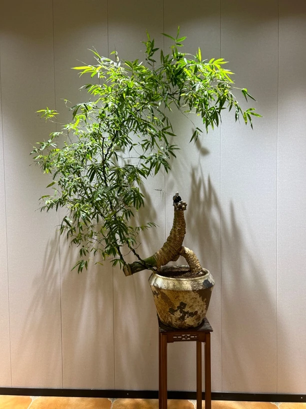 【百花村】怪桩簕竹半月飘枝