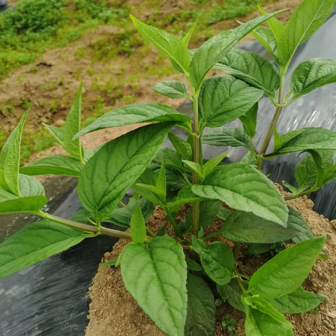 云南红果参带土种球杯苗绿植盆景盆栽产地直发蜘蛛果算盘果苗