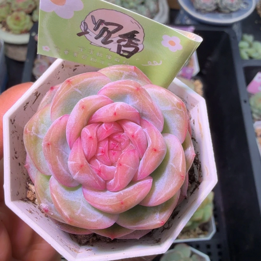 沉香单头新年快乐