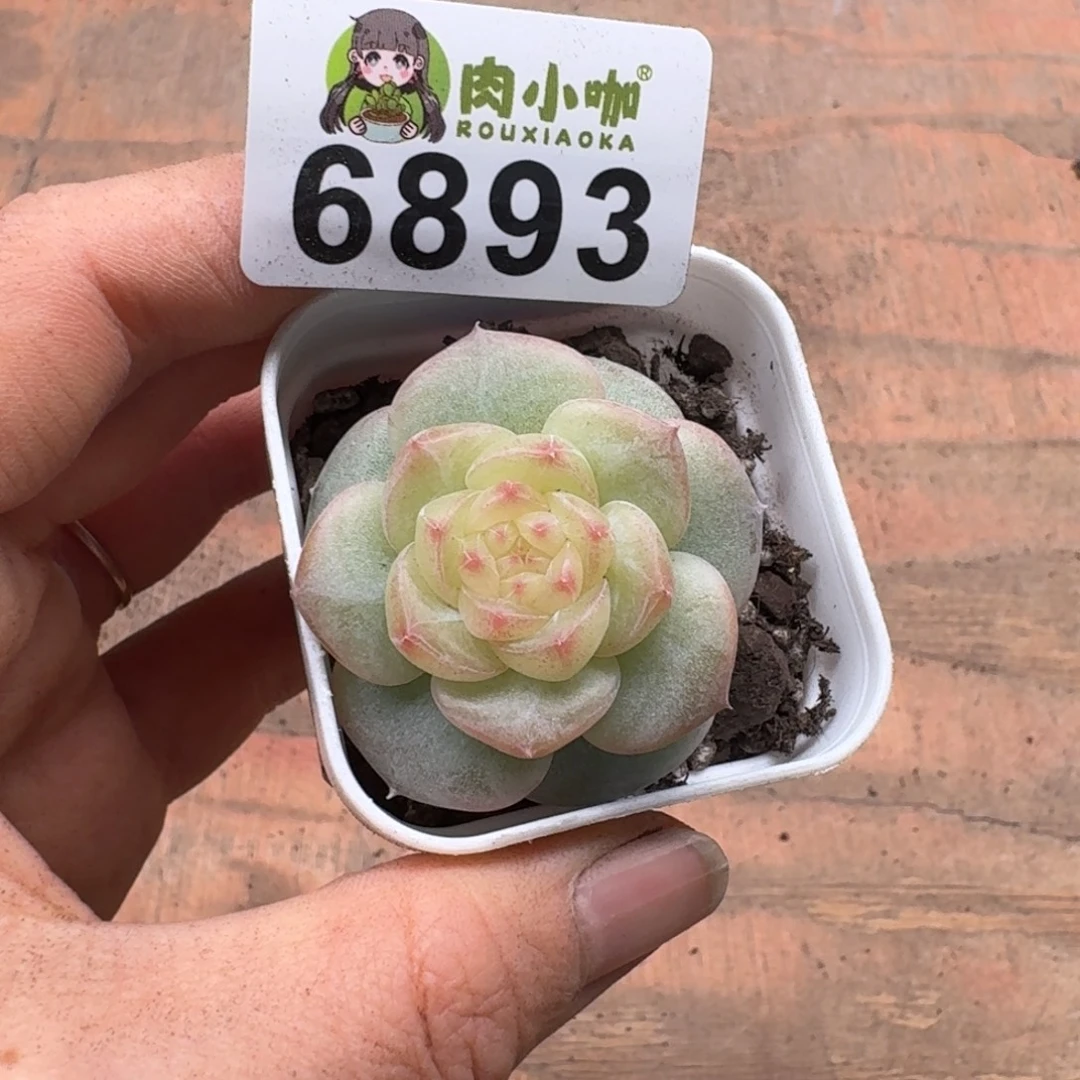 暖****多肉植物多肉植物