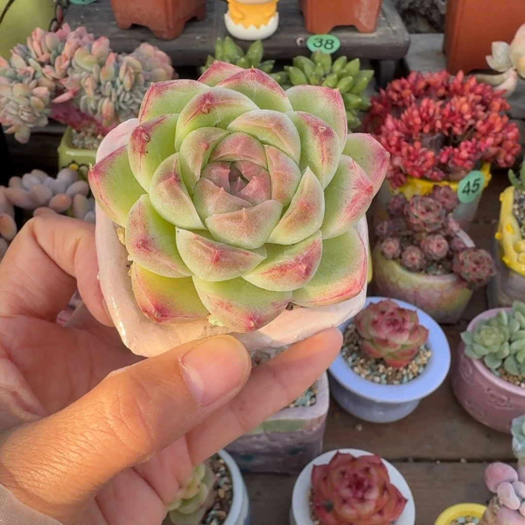 桃栖珍妮多肉含盆土 一物一拍