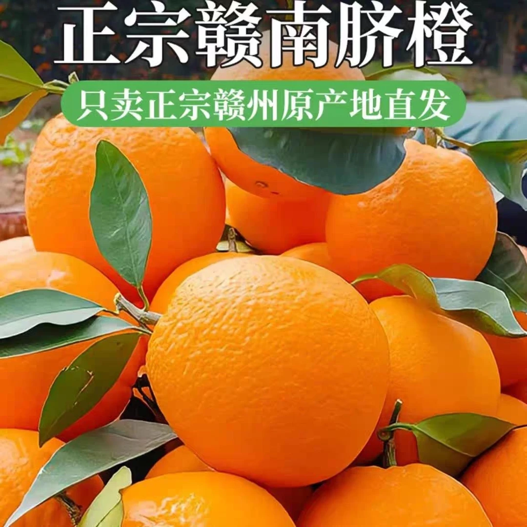 正宗江西赣南脐橙自家果园新鲜采摘原产地直发当季水果手剥甜橙子