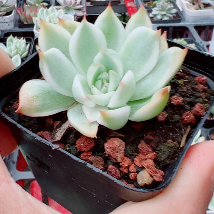 吉娃娃锦多肉植物329