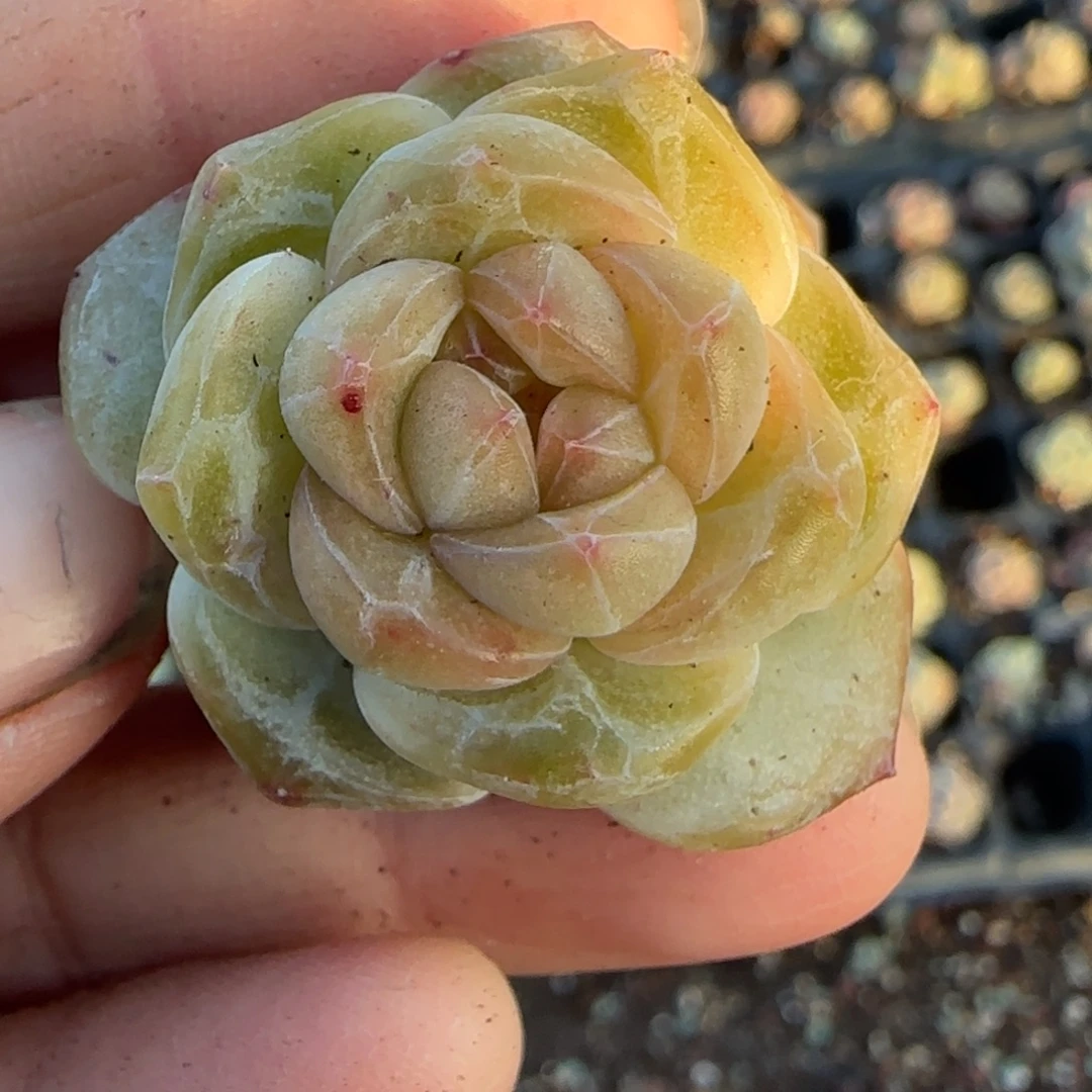 多肉小卡拉米糖心一物一拍