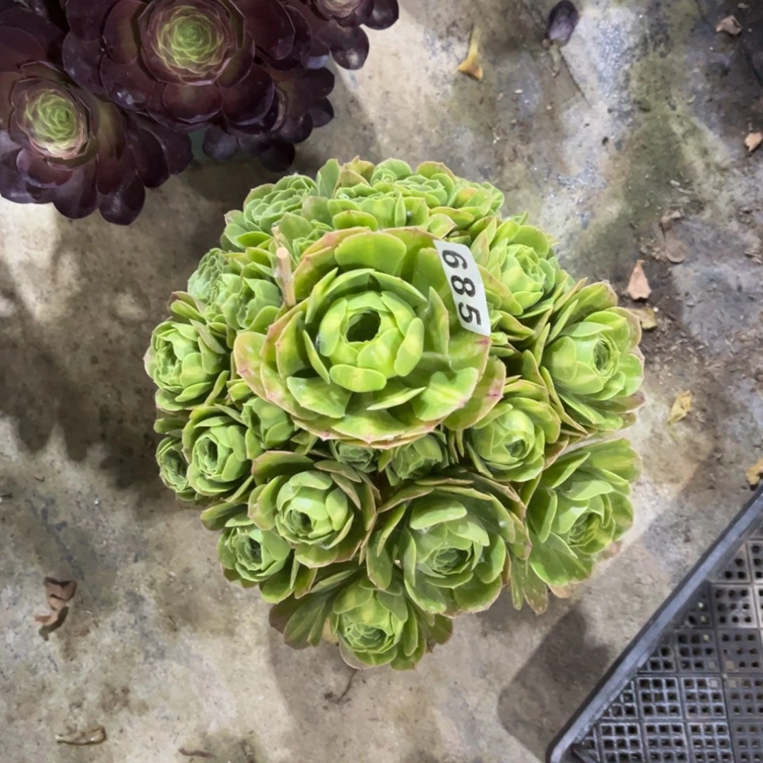 【闪购商品】翡翠琉璃685多肉