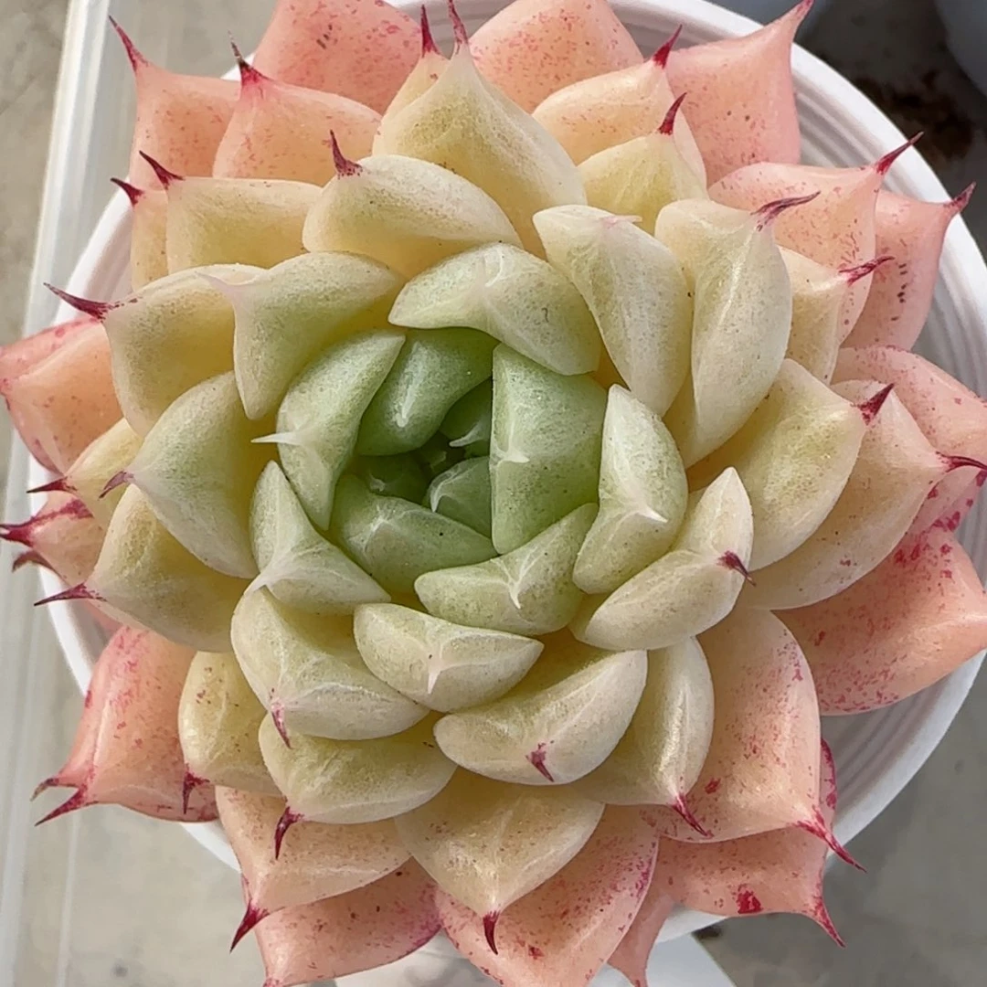 花语逸境0222-23