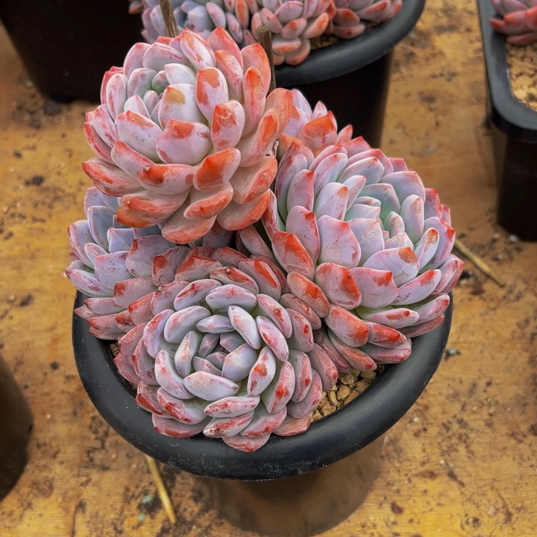 大***ˆ遇见多肉园艺大玉儿星影