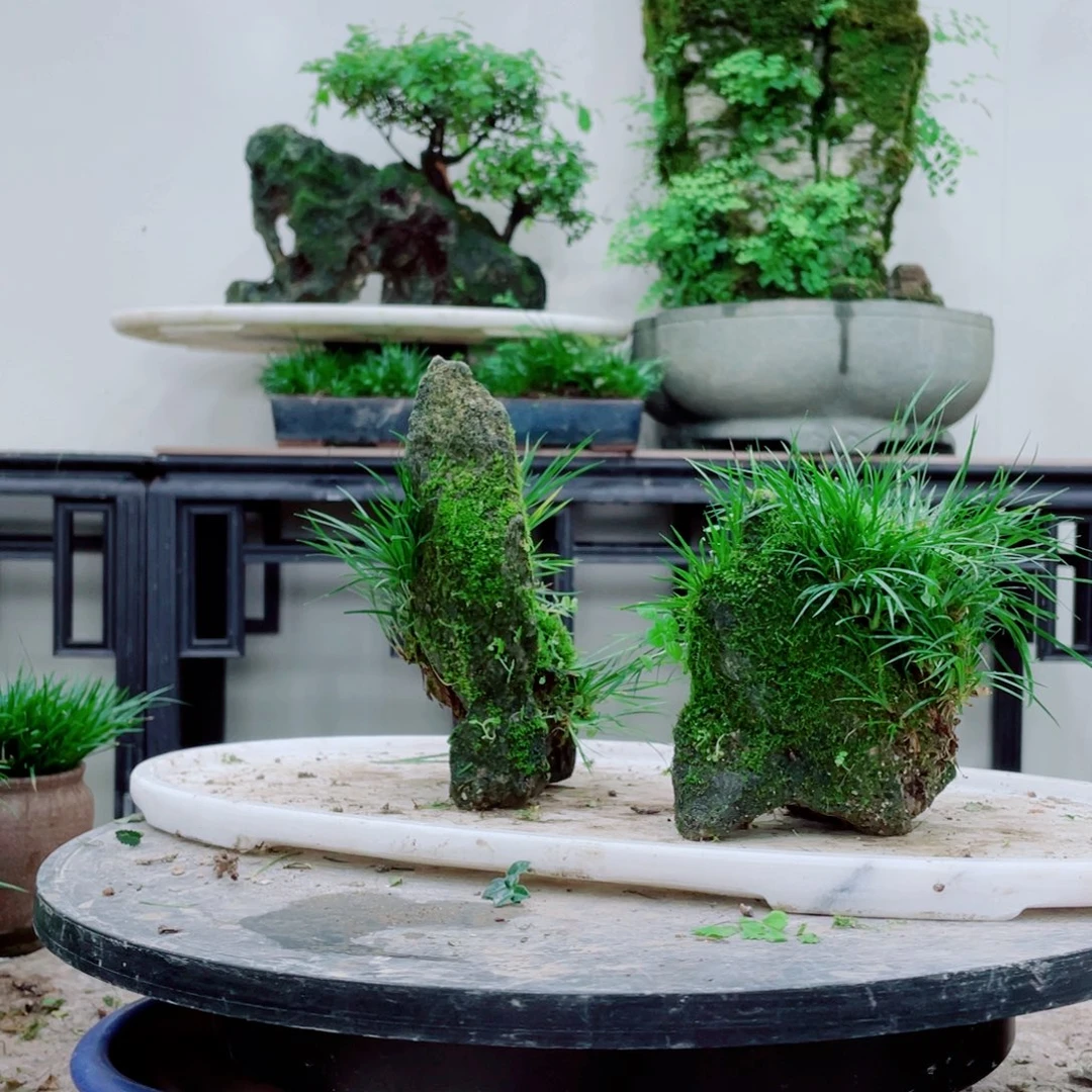 无铅玻璃青*子铁线蕨铁线蕨铁线蕨