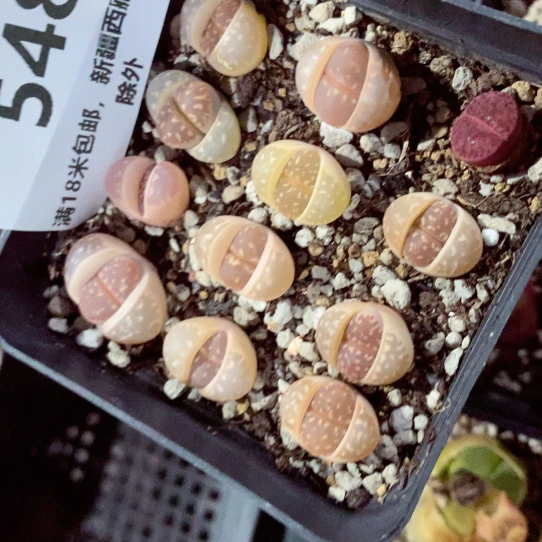 喵****依我的小姐姐们都是548