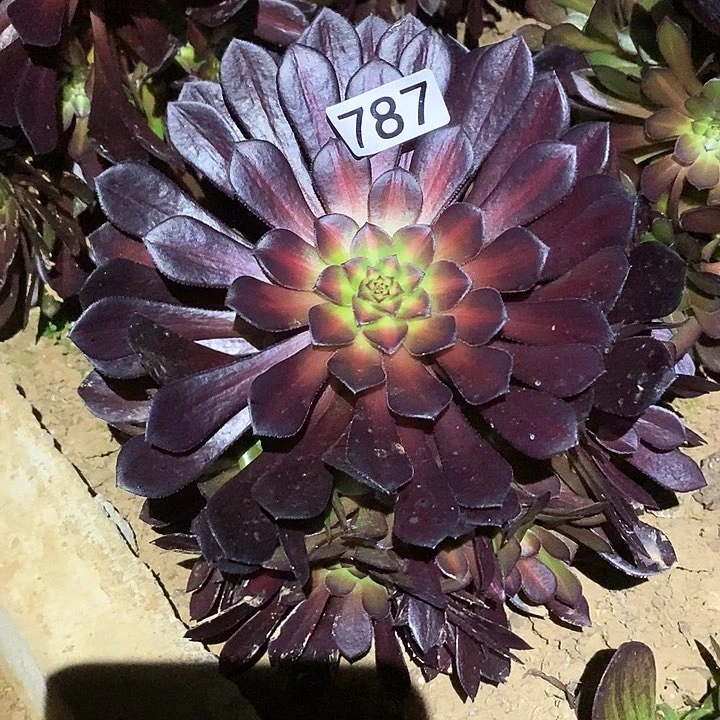 多肉植物法师787黑铜壶