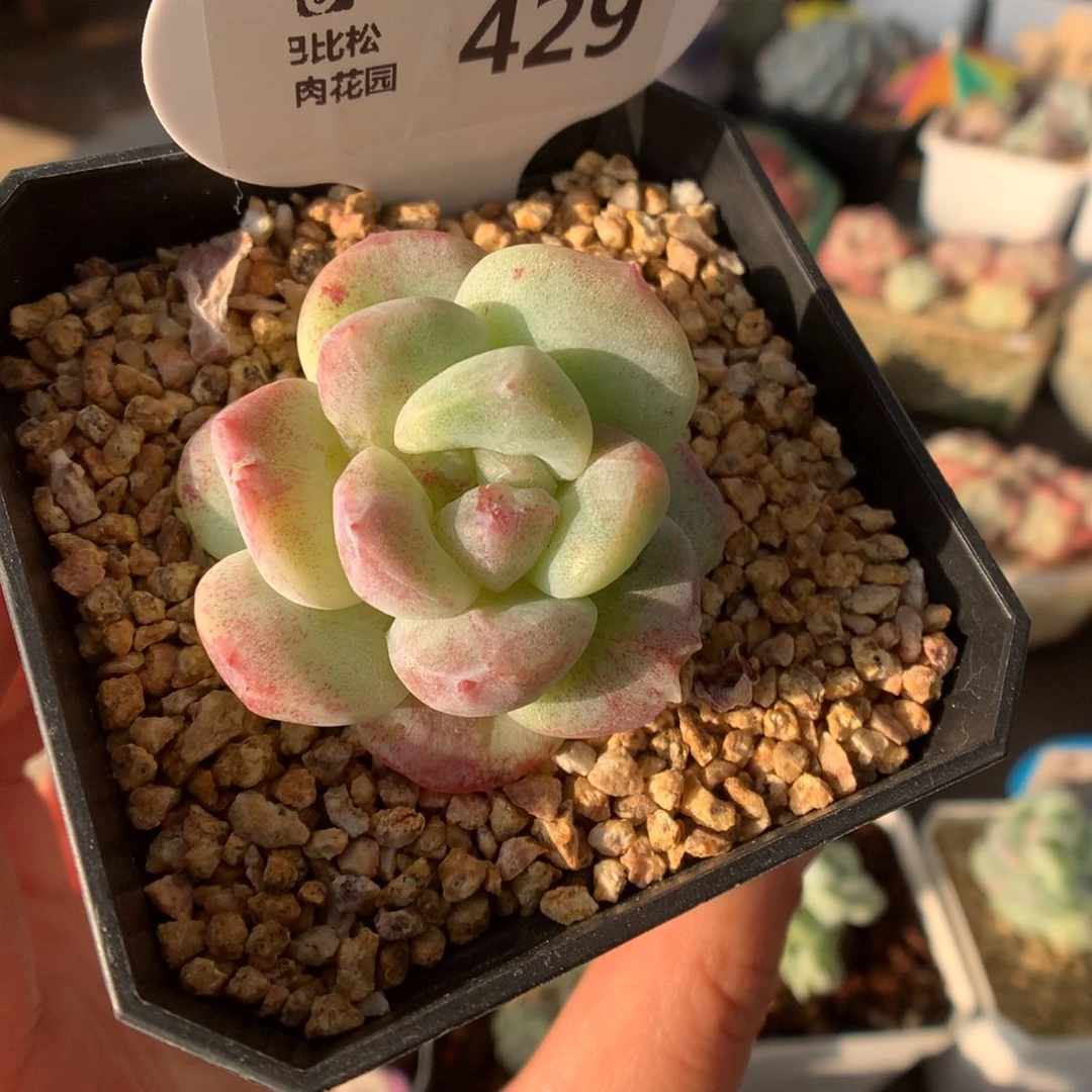 429阴阳脸冰玉石化多肉