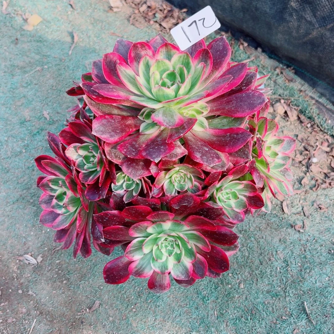 172云荷法师多肉植物