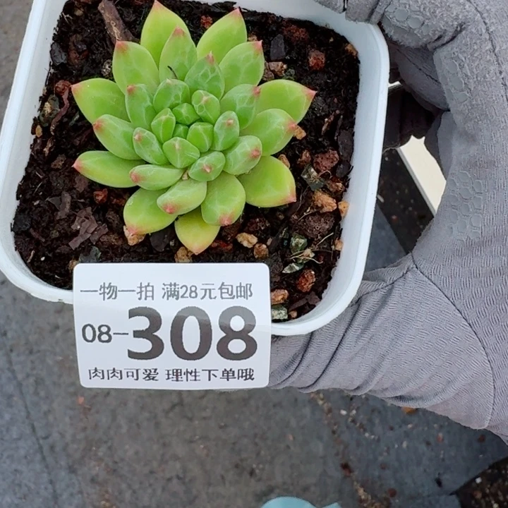 甲骨文多肉植物多肉植物