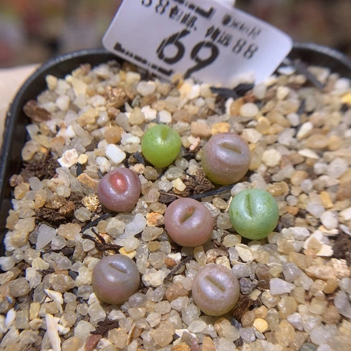 Sss精品生石花69