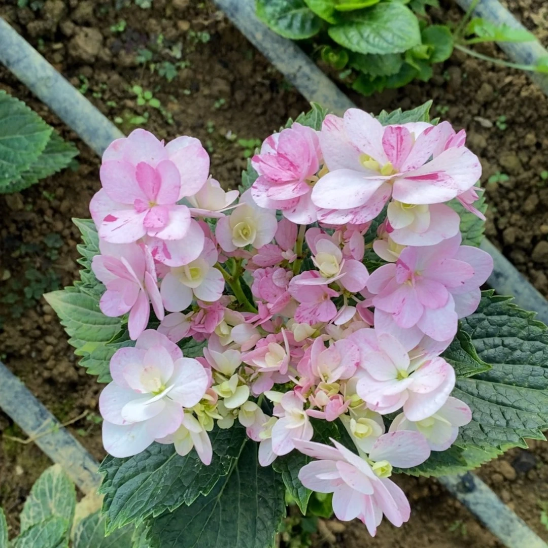 203号绣球/有色差介意勿拍/3单冷链包邮/偏远补15元运费发德邦