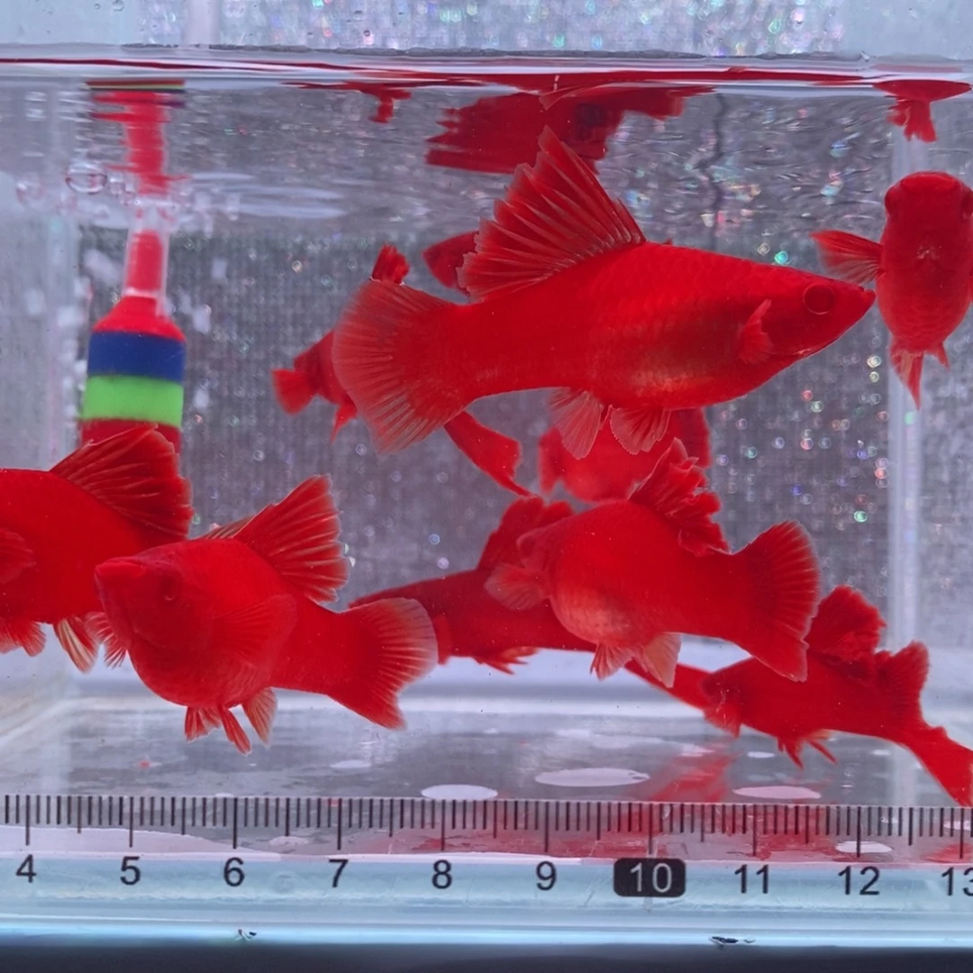 八***人红剑鱼高鳍红剑亚成4刀6母