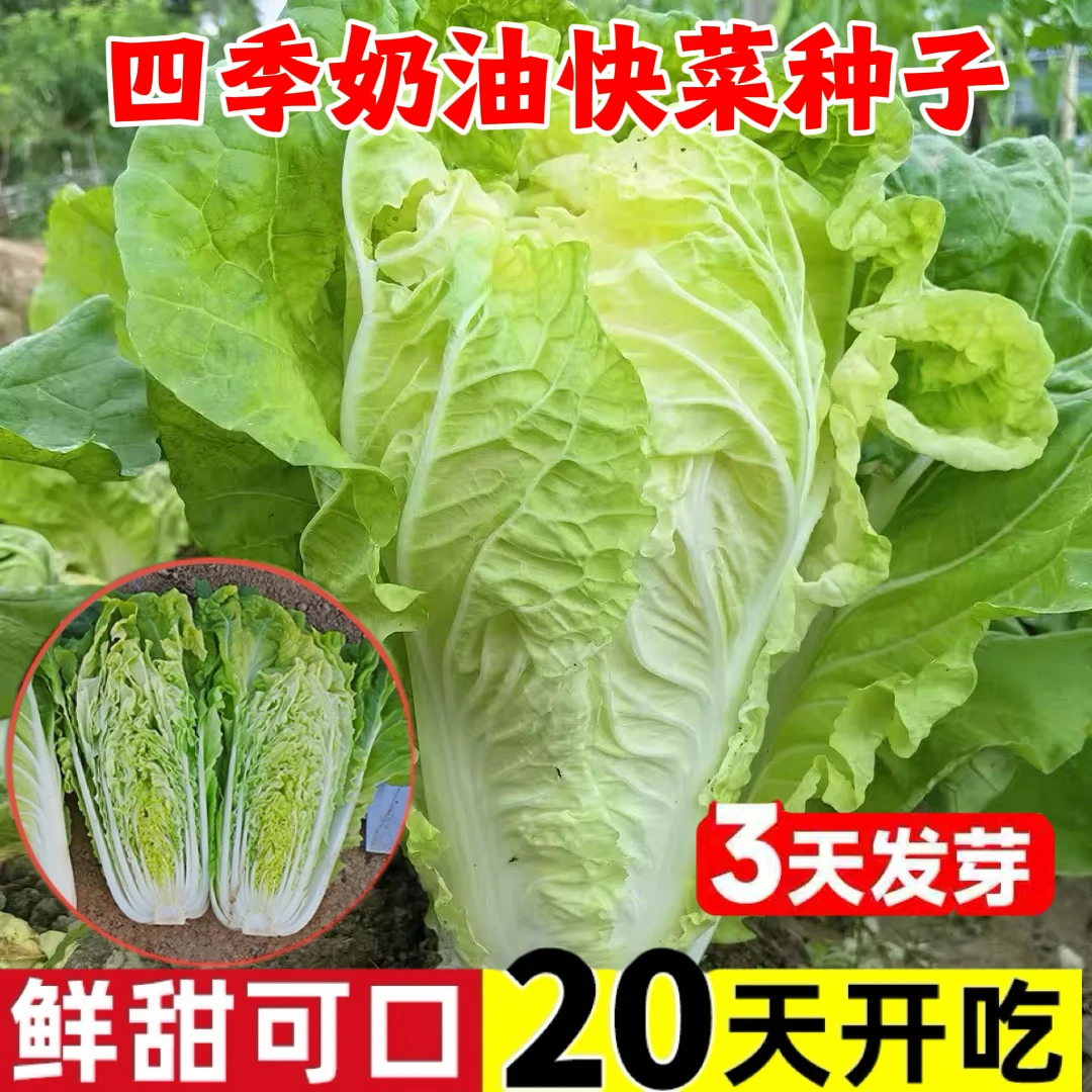 快菜种子奶油小白菜籽四季播20天快菜春夏秋冬季种青蔬菜种孑阳台