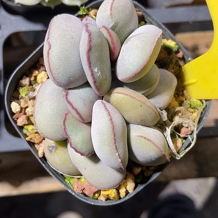 多肉植物红蛋960多肉