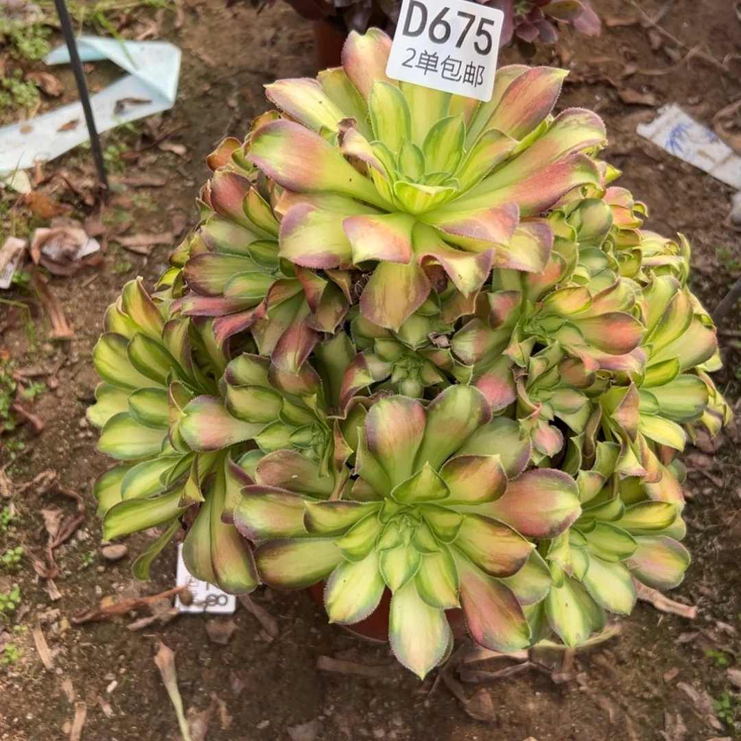 675多肉  韶华不包断头