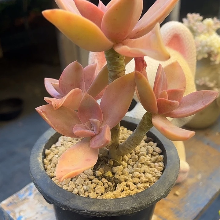 ，，，，，，，，，，，，，，，，，，，，