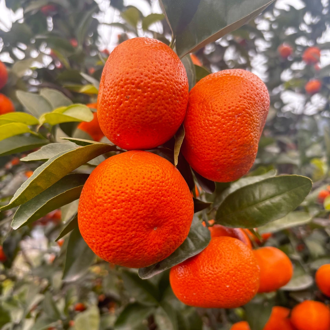 万州红桔晚熟三月红（精品大果5斤）树上成熟、现摘现发