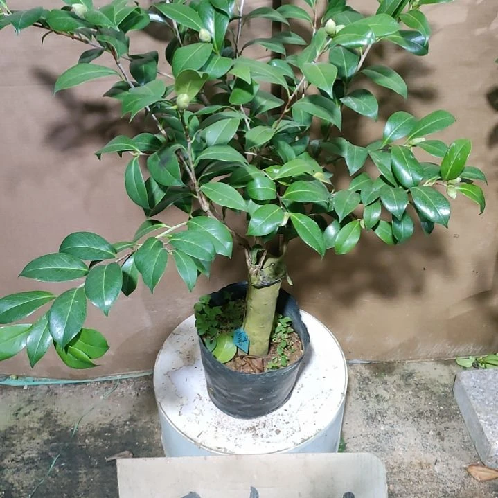 862花芙蓉，原盆原土发货，不包邮