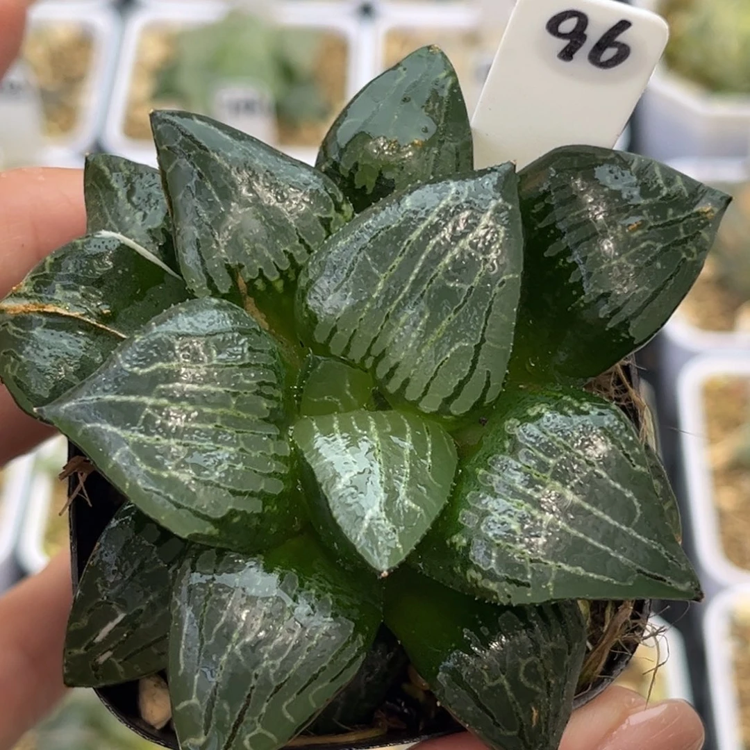 96冰河寿多肉哈哈哈哈哈