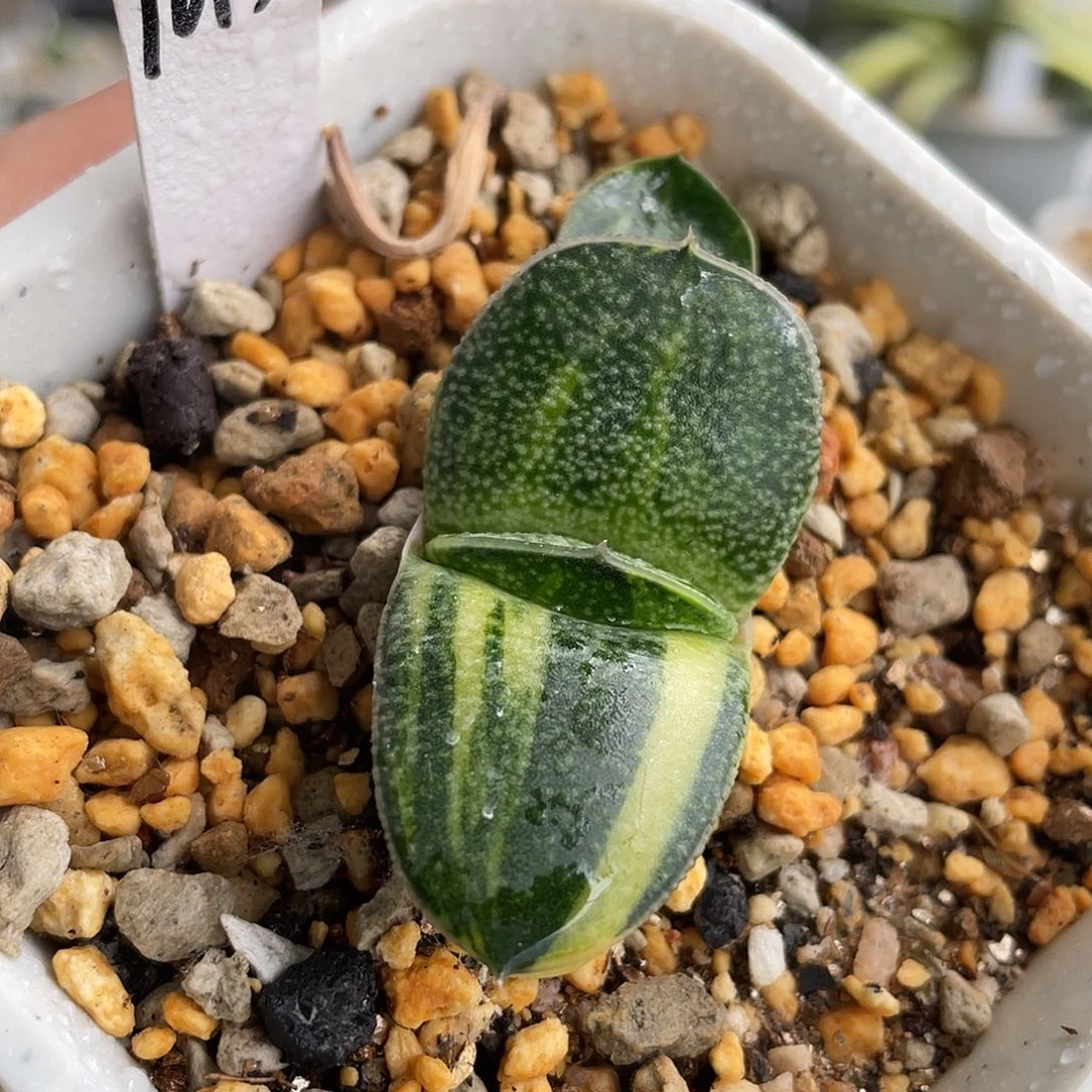 1015赤不动锦脱土发货1111111