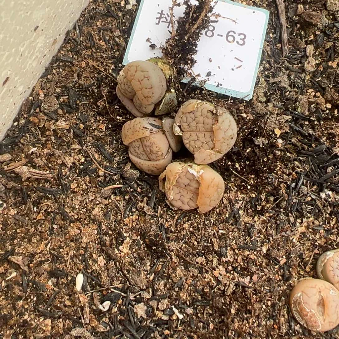 18-63量拍荒玉5颗