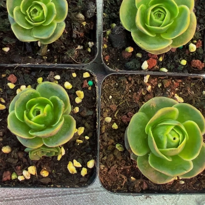 凸****凸精品帕系山地玫瑰