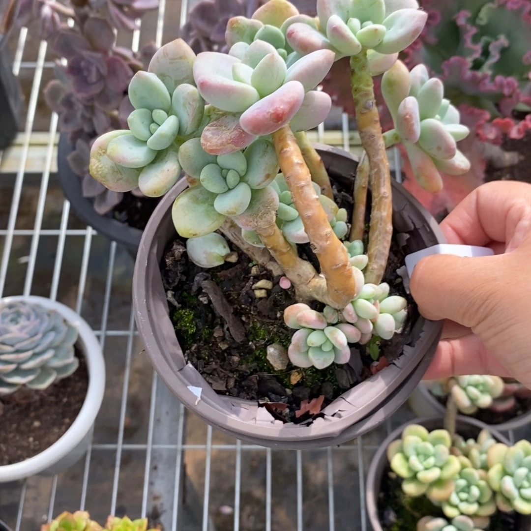 9230洛神整桩一物一拍