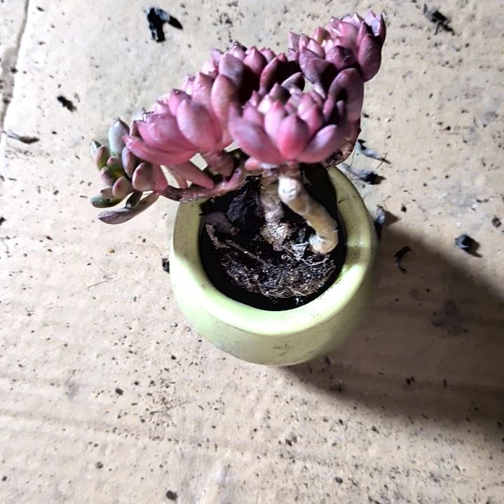 满6元包邮，红宝石群老庄木质