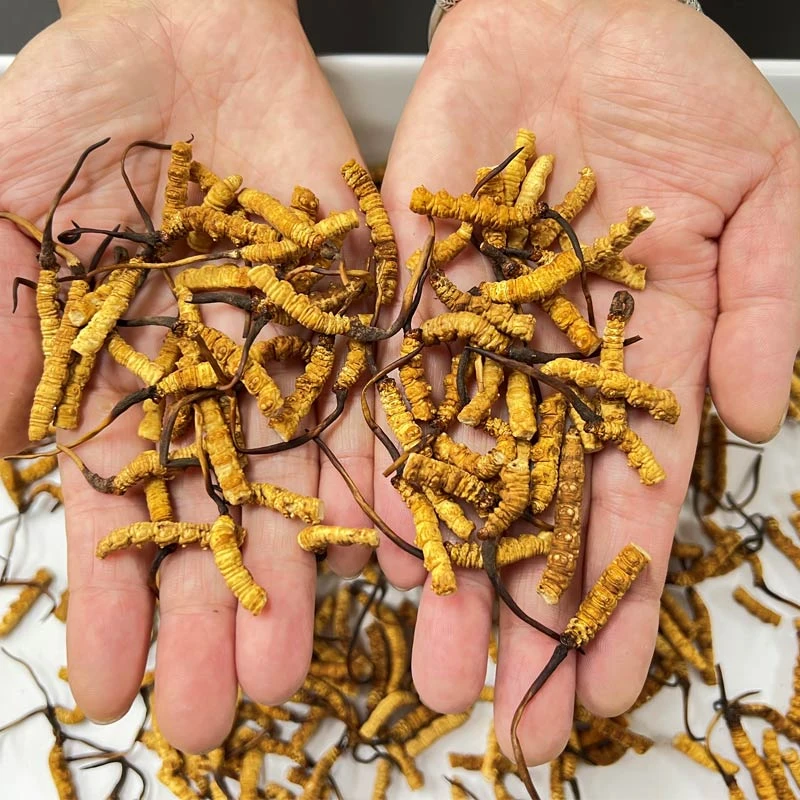 【虫草小弟专属】高海拔带草头断草10克-50克冬虫夏草正品虫草送礼