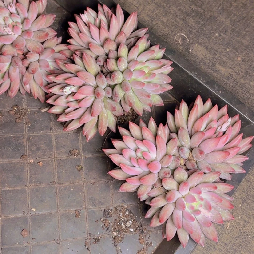 车厘子福利大311111111111