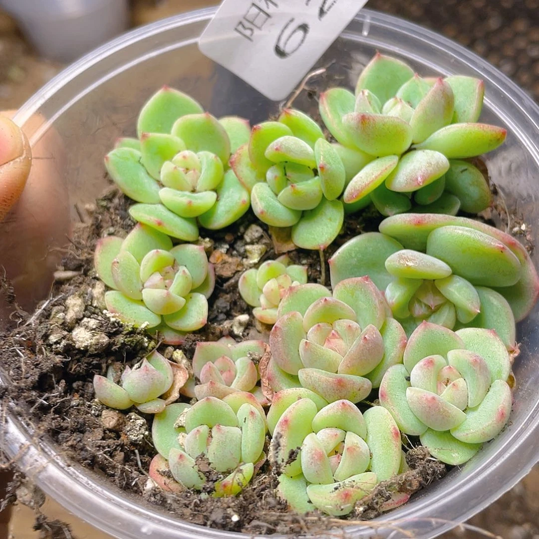 多肉植物多肉植物623
