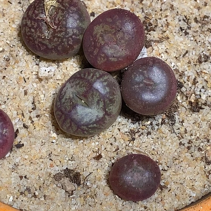 12540黑洞墨杂交一颗